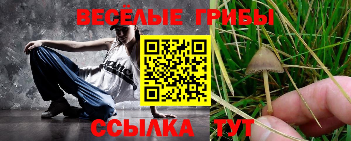 Галлюциногенные грибы Psilocybine cubensis  Шуя  купить наркотики цена  Псилоцибиновые грибы мухоморы 