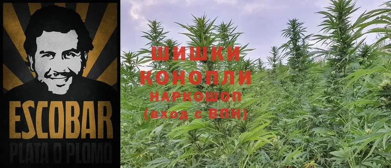 Каннабис SATIVA & INDICA  наркошоп  Шуя 